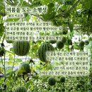 여름을 도는 소행성/ 입술의 제단 이미지