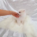 헤이독(HEY-DOG) 이미지