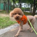 동그라개 이미지