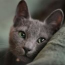 블루&펫 이미지