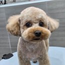 댕댕그루밍 이미지