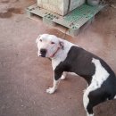 날으는돈까스 이미지