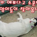 꽃님이가 예쁘다고 소문났는지 동네고양이들이 찾아옵니다 이미지