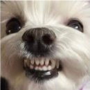 사랑니치과의원 네이버블로그