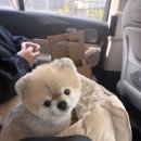 (주)펫투개더 네이버블로그