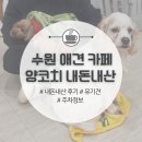 양코치 애견카페 | 수원｜양코치 애견카페 내돈내산 후기 + 초등학생 입장가능