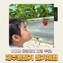 아이별 | 제주별딸기 딸기체험 후기, 공항근처 애월 아이체험 추천