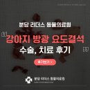 요도 | 분당 동물병원 강아지 방광결석 수술, 요도결석 치료 후기