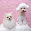 예쁘다 펫살롱 이미지