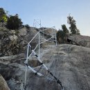 개두마리 소나무 이미지