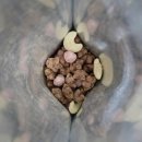 씨튼장애인직업재활센터 | 남녀노소 건강간식 &lt;씨튼베이커리&gt; 유기농 후레이크