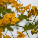 황호화(黃槐花, 학명 Senna corymbosa) 이미지
