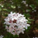 분꽃농장 이미지