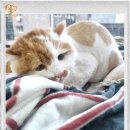 컴투펫 위탁보호센터 이미지