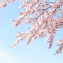 2018 벚꽃 개화시기 및 전국 벚꽃축제 총정리 이미지