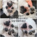반야시스터 | 대전 애견미용 존맛집 또간집 “반야시스터” 찐후기