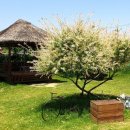 금강수변공원 숲바람장미원 이미지