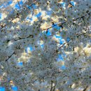 게이트볼장 옆 | 대구월광수변공원 벚꽃 실시간 후기 분수 시간까지 정리