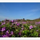 황매산 철쭉 구경(2014.05.05)