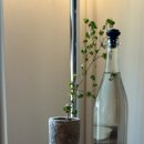 티바이오 | [싱가포르 차이나타운 카페] 불아사 뷰 전통찻집 SILK Tea Bar :: 구글평점 4.9 숨은 티바 솔직후기
