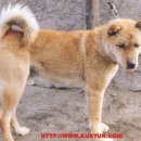 황도dog 이미지