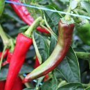 지티농장 이미지