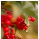 이화원(온실) 이미지