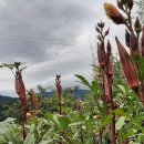 생목주유소 이미지