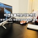 하태흥반려동물의료센터 | 부천 강아지마취전검사 후기, 꼼꼼한 비엔동물전문의료센터