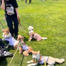 위드댕댕 이미지