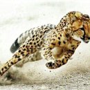 치타(CHEETAH) 이미지
