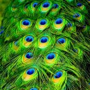 견우직녀 이미지