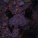 동물약국 이미지