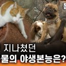 당신이 무심코 지나쳤던 반려동물들의 숨겨진 야생본능은? -3- 이미지