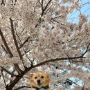 세븐일레븐 마포KCC웰츠타워점 | 공덕 경의선숲길 벚꽃 데이트 코스 - 점심부터 저녁까지 맛집 총정리 🌸