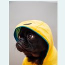 부산강아지분양 퍼피룸 이미지