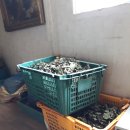 달뜨기흑염소목장 이미지