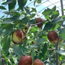 한림농원 이미지