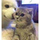 고양이 별 이미지