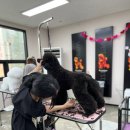 [국비_내일배움카드] 11/18 애견(반려견) 일상복 제작 | 포항애견미용학원 웨스트민스터 애견미용사 3급 국비지원 오전반 개강 안내