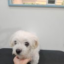 써니애견 미용실 이미지