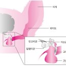 비타민 동물병원 이미지