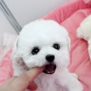 털뭉치 이미지