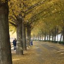 곡교천 은행나무길 이미지