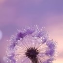 사랑의 창조 이미지