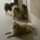 [mepet] 낼름 영양제