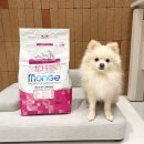 개.DOG | 강아지 사료 추천 몬지 알갱이 작은 개 사료 엑스트라스몰 어덜트 치킨