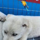 봉정축산 이미지