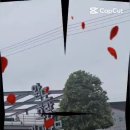 완도호랑가시나무 가로수길 이미지