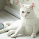 마니